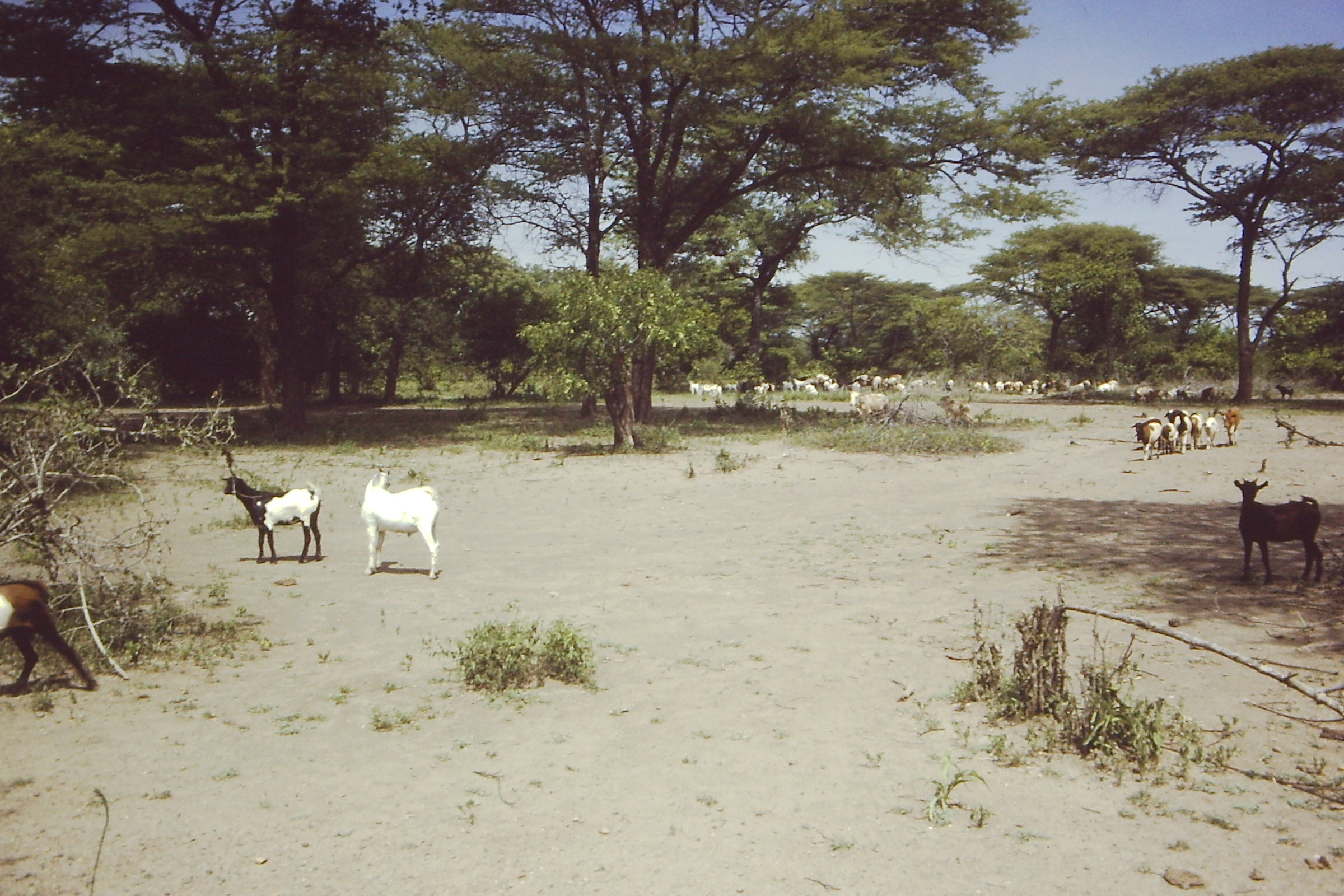 A mostly sandy, barren landscape with a few goats and trees