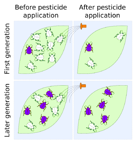 The evolution of pesticide resistance shows the proportion of purple, resistant beetles on a leaf increasing with each pesticide application.
