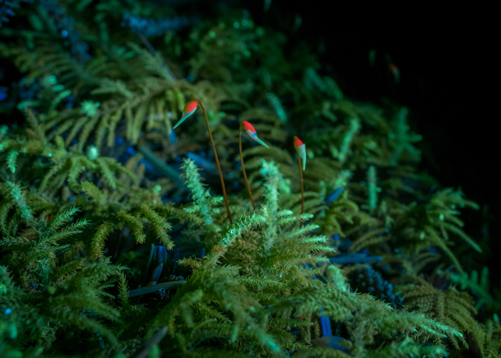 Una imagen de esporofitos de musgo con cápsulas de color rojo brillante bajo luz UV. El calyptra aparece verde y la seta se ve marrón. Los gametofitos circundantes se ven verdes.