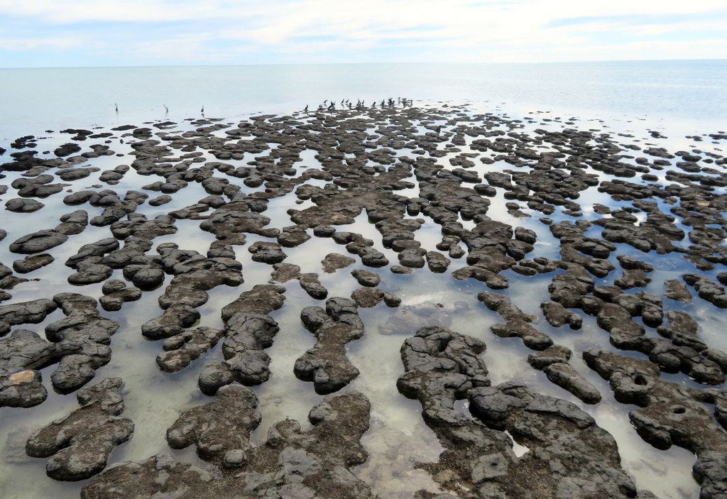 Bultos rocosos emergen del agua a lo largo de la playa. Cada bulto es un estromatolito.