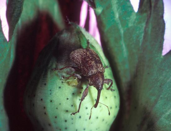 A cotton boll weevil on a green round structure (a cotton boll). The weevil is brown with a hard shell and long "nose".