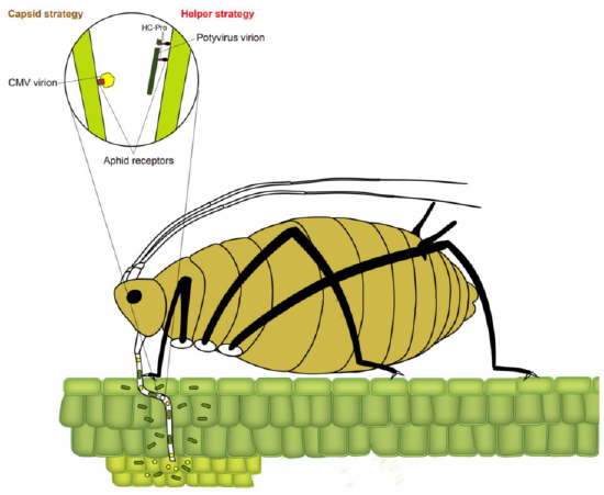 Diagram of an aphid piercing through a leaf with its tube-like mouth parts. Particles inside the mouth parts move into the plant.