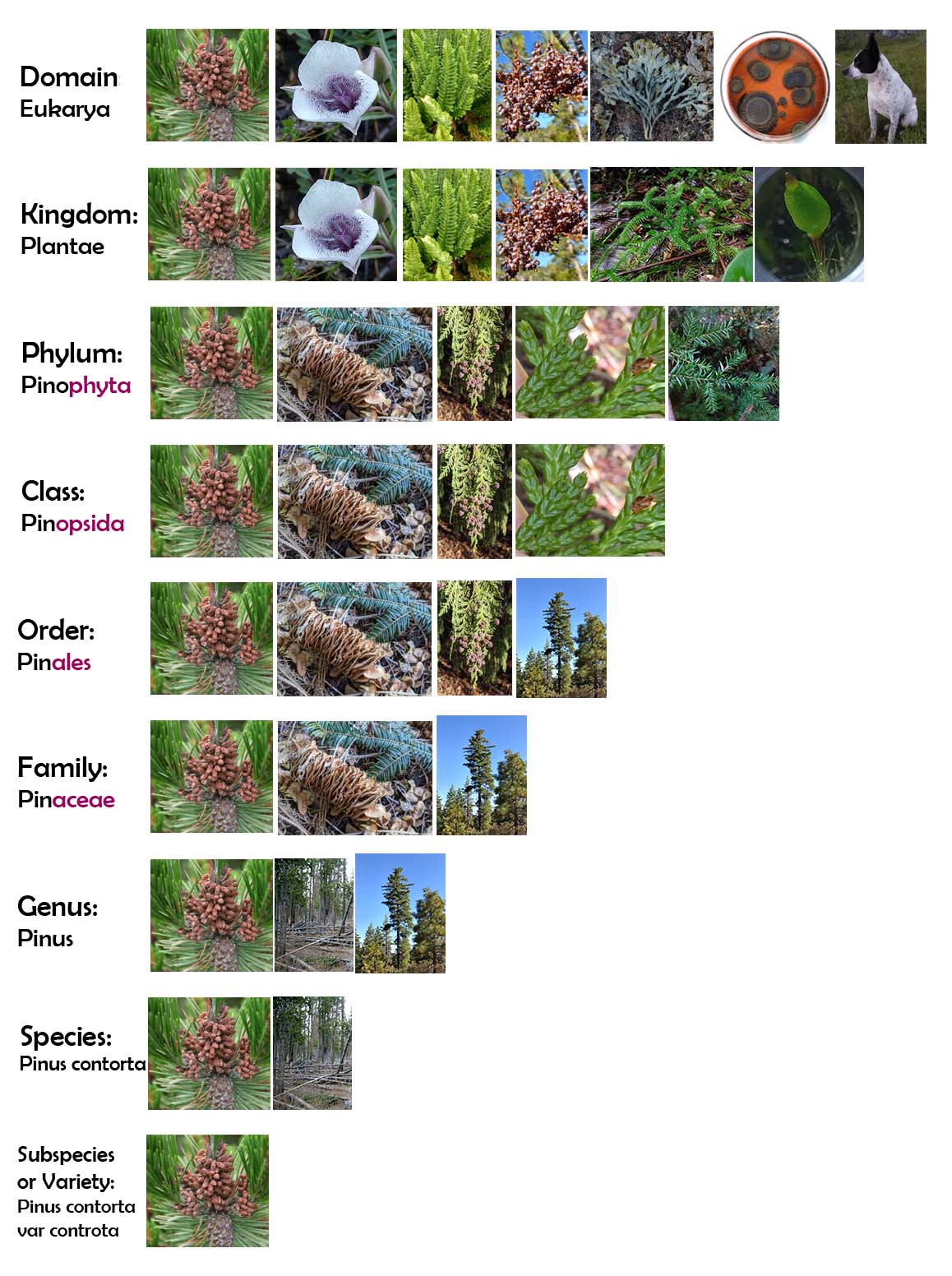 Levels of classification for shore pine