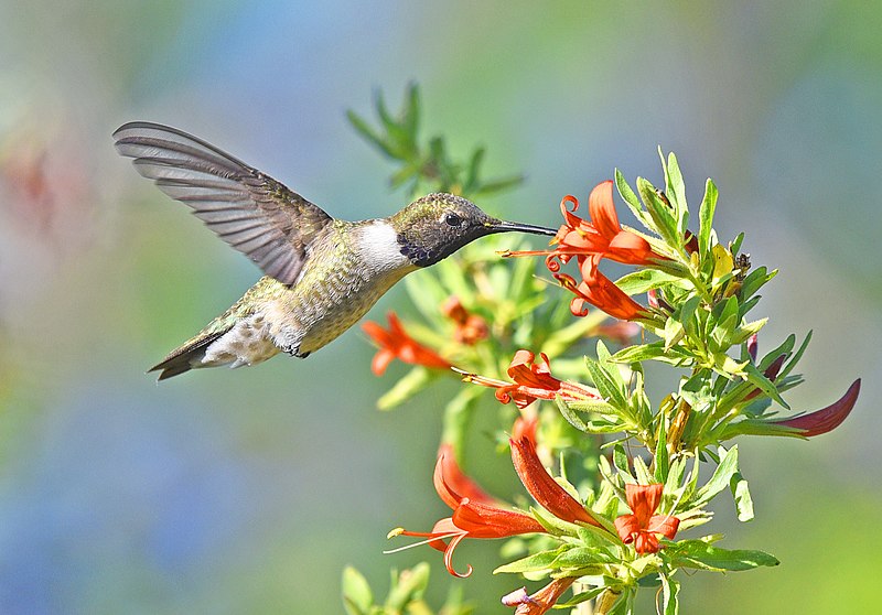 Un pájaro con pico largo se cierne frente a flores rojas tubulares con anteras largas y estilos.