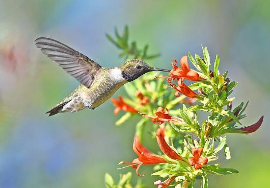 A bird with a long bill hovers in front of red, tubular flowers with long anthers and styles.