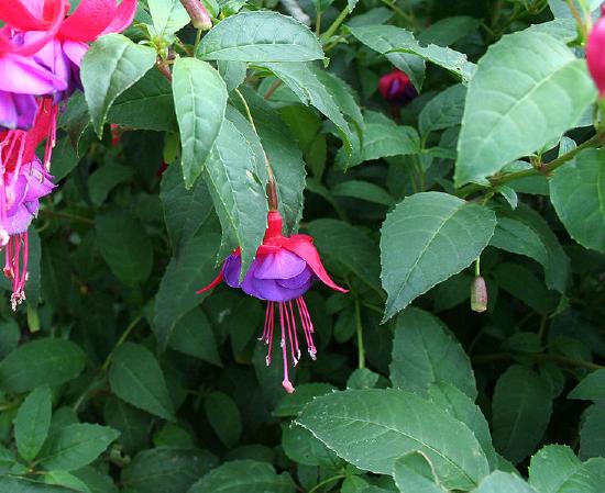 A dangling Fuschia flower with a pink calyx and purple corolla.