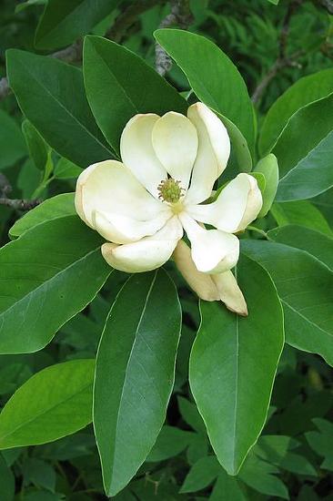 A large, open, white flower (Magnolia)