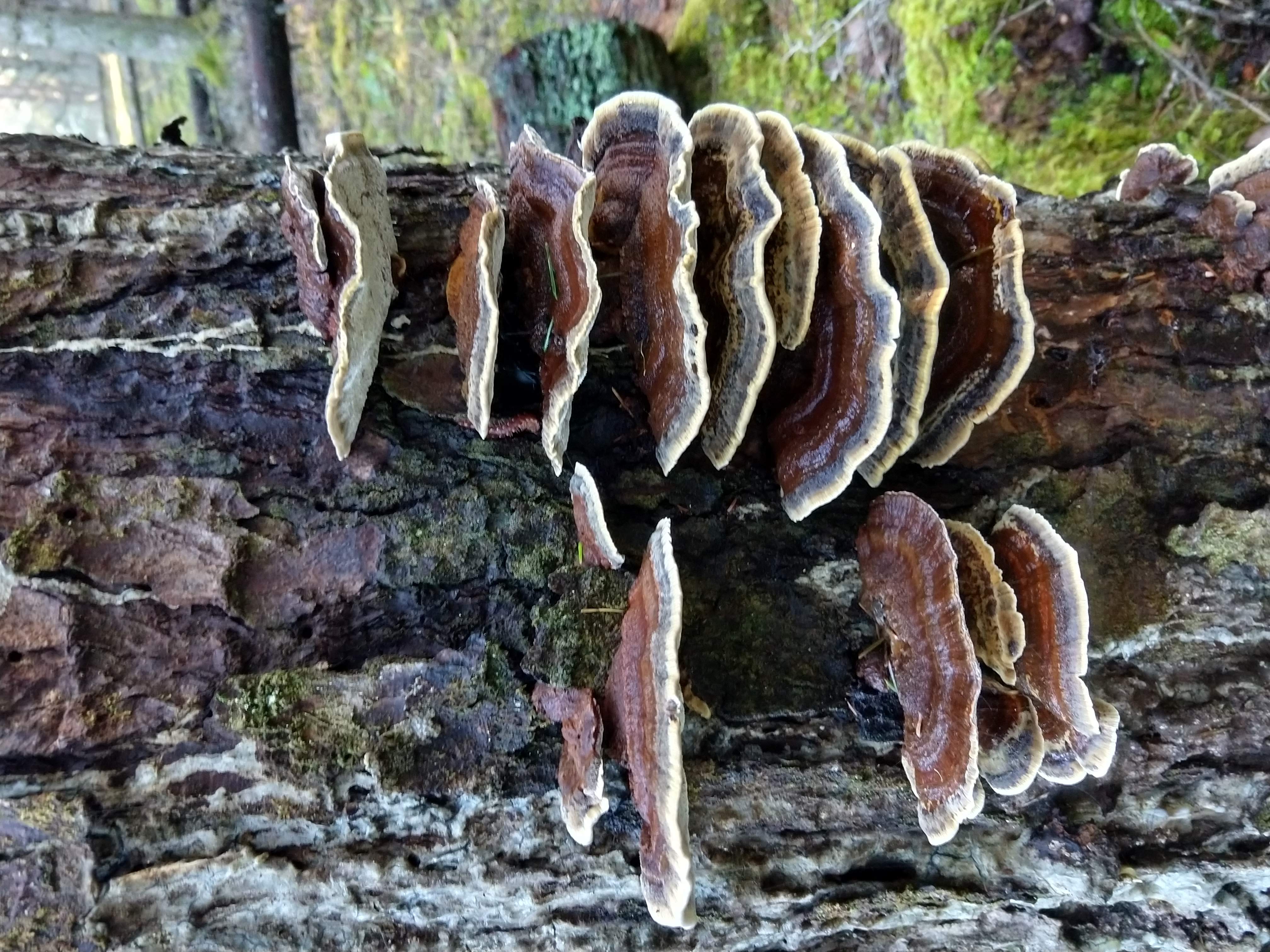 A shell-shaped shelf fungus growing on a living tree.