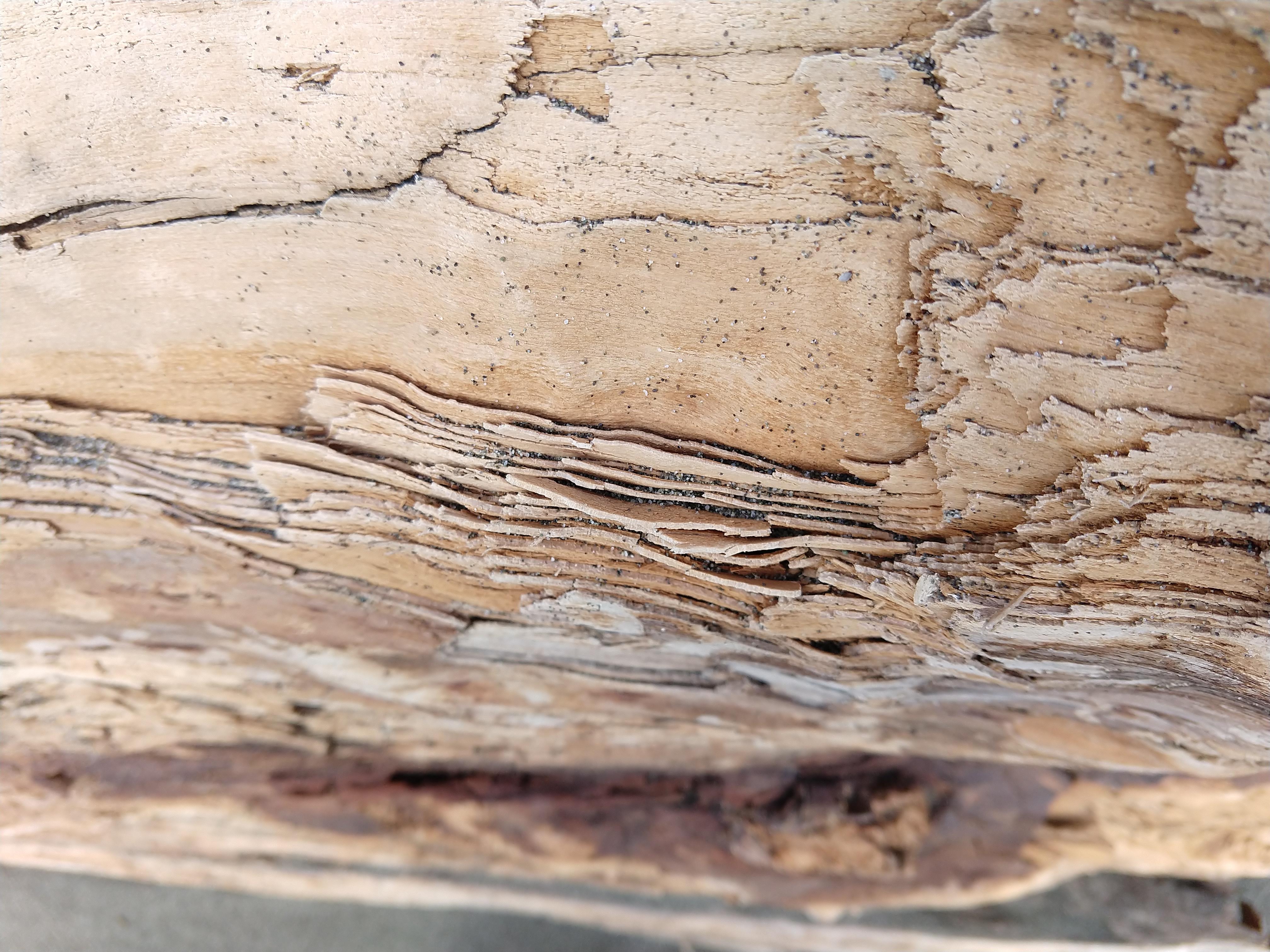 Wood that has laminated white rot