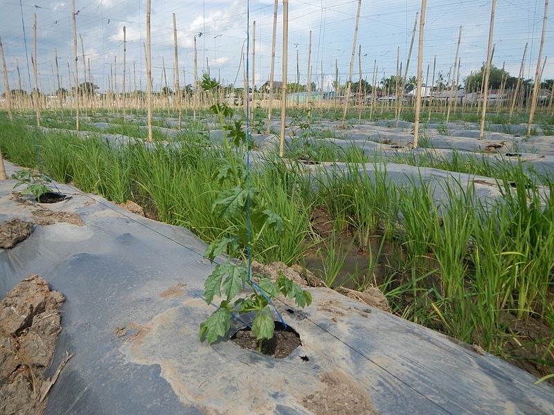 Alternating rows of broad-leafed bitter melon plants and rice plants, which consist of many narrow leaves.