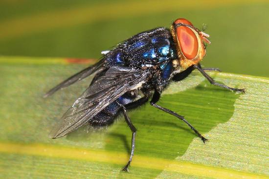 A screwworm fly has a black, shiny body, transparent wings, and large orange eyes. It perches on a leaf.