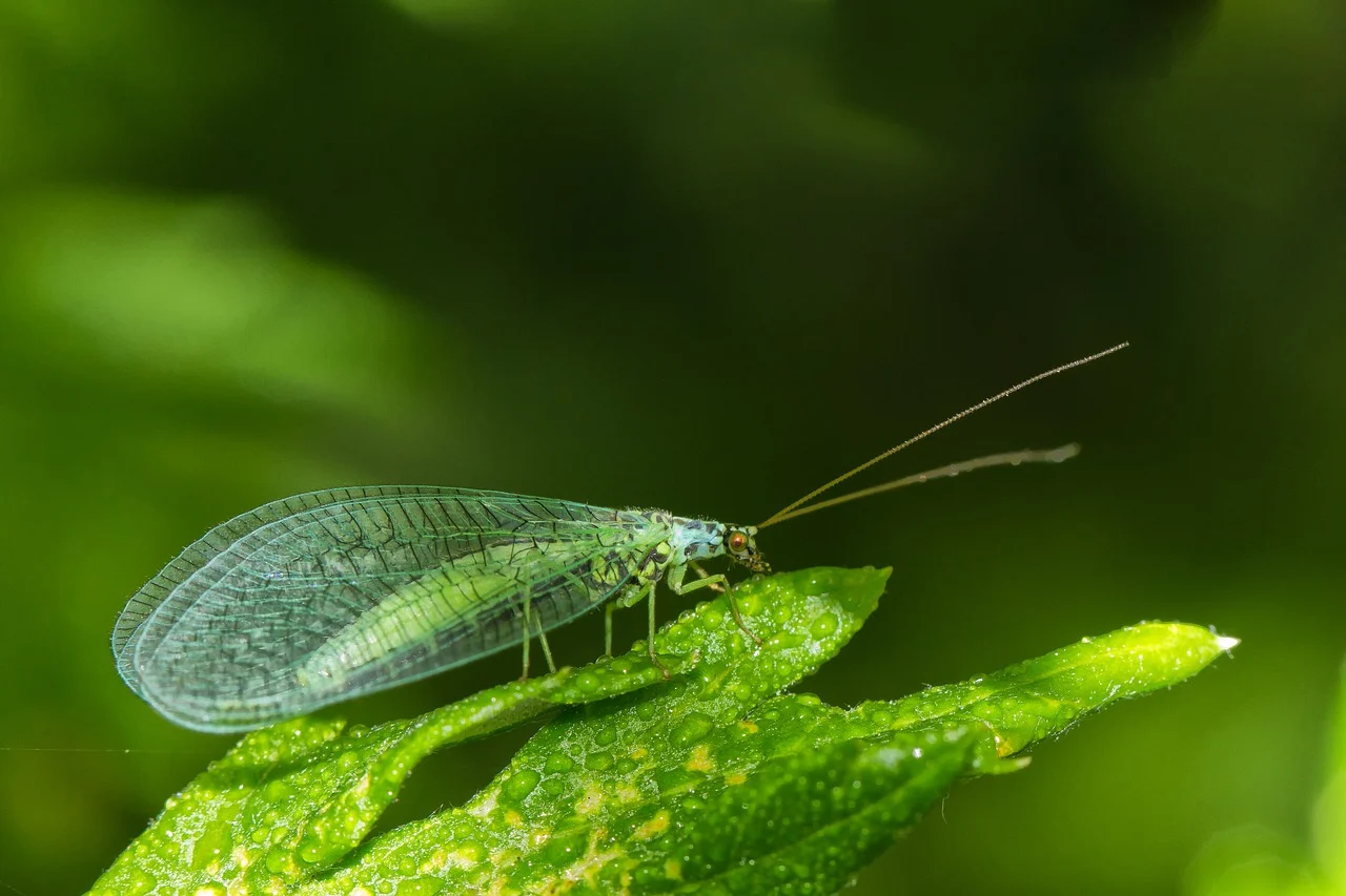 A lacewing perched on a leaf has a long, green body with spots and four, transparent, veiny wings.