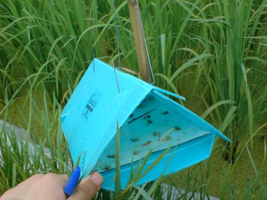 This pheromone trap looks like a small, blue house. The "floor" is sticky and littered with dead moths.