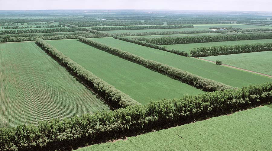 Farm plots of low-growing plants are separated by rows of trees.