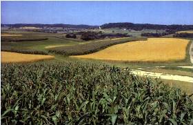 Different crop types are grown in different farm plots. Corn is in the foreground.