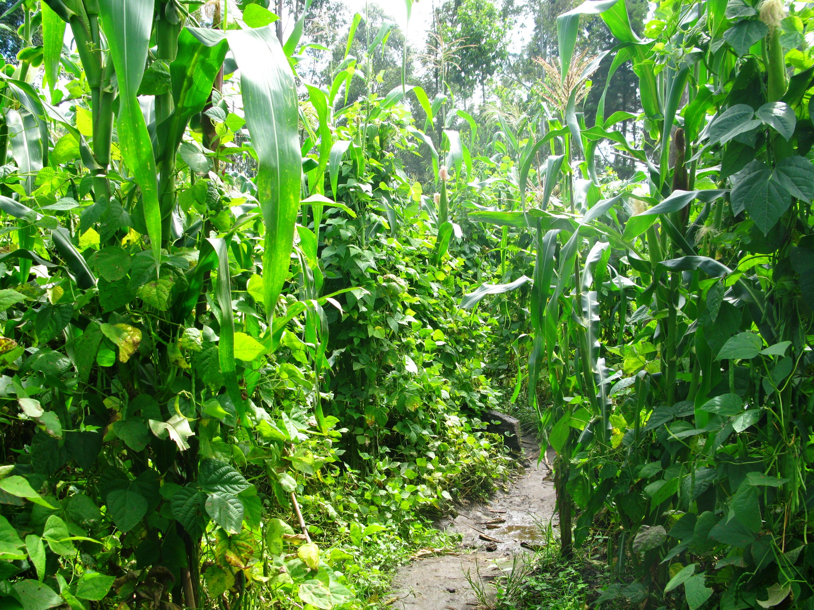 Tall corn plants with large, linear leaves. Vines of beans with smaller, wider leaves climb up the corn.