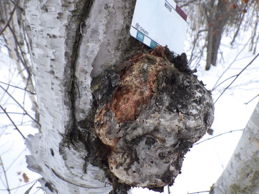 Un tronco de árbol que produce una gran galón deformado