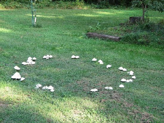 White mushrooms popping up out of a grassy field, forming a circle