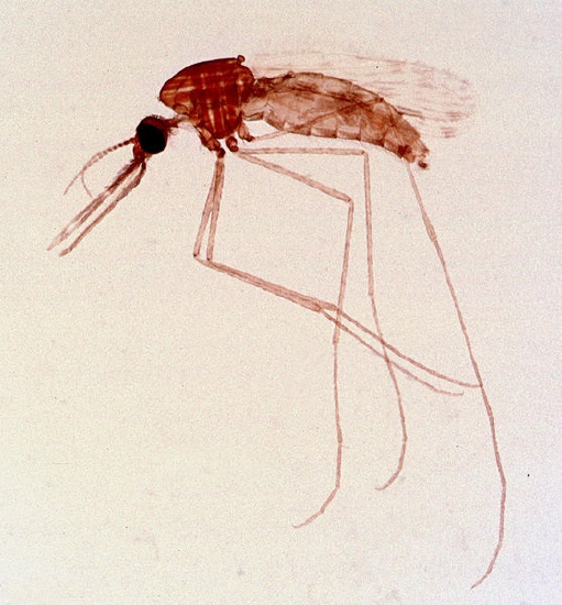 A microscope view of the Anopheles mosquito with long legs and probing mouthparts.