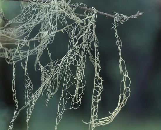 A pale-mint green lichen drapes over a tree branch. It looks more like a net than a living creature. 