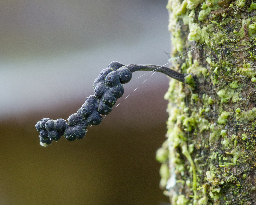 Fruiting structure of Xylaria. Skinny black stalk, the top half is covered by large, round lumps, each with a distinct raised point in the center