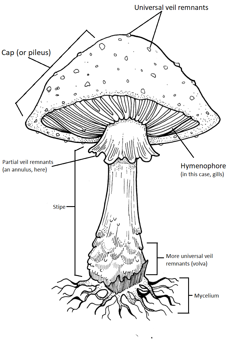 A diagram of the anatomy of the agaricoid mushroom, Amanita muscaria