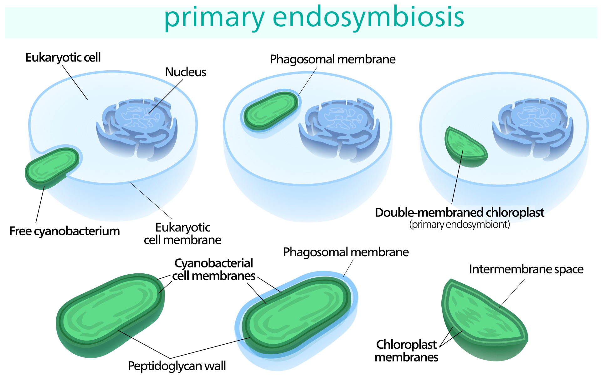 A small green cell is engulfed by a larger blue cell with a nucleus, eventually becoming a chloroplast.