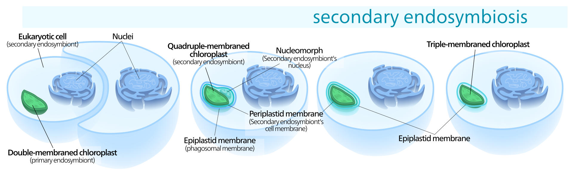 A cell with a chloroplast and nucleus is engulfed by another eukaryotic cell, becoming a chloroplast with 3 membranes.