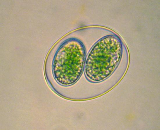 A unicellular organism with two large, green cells inside