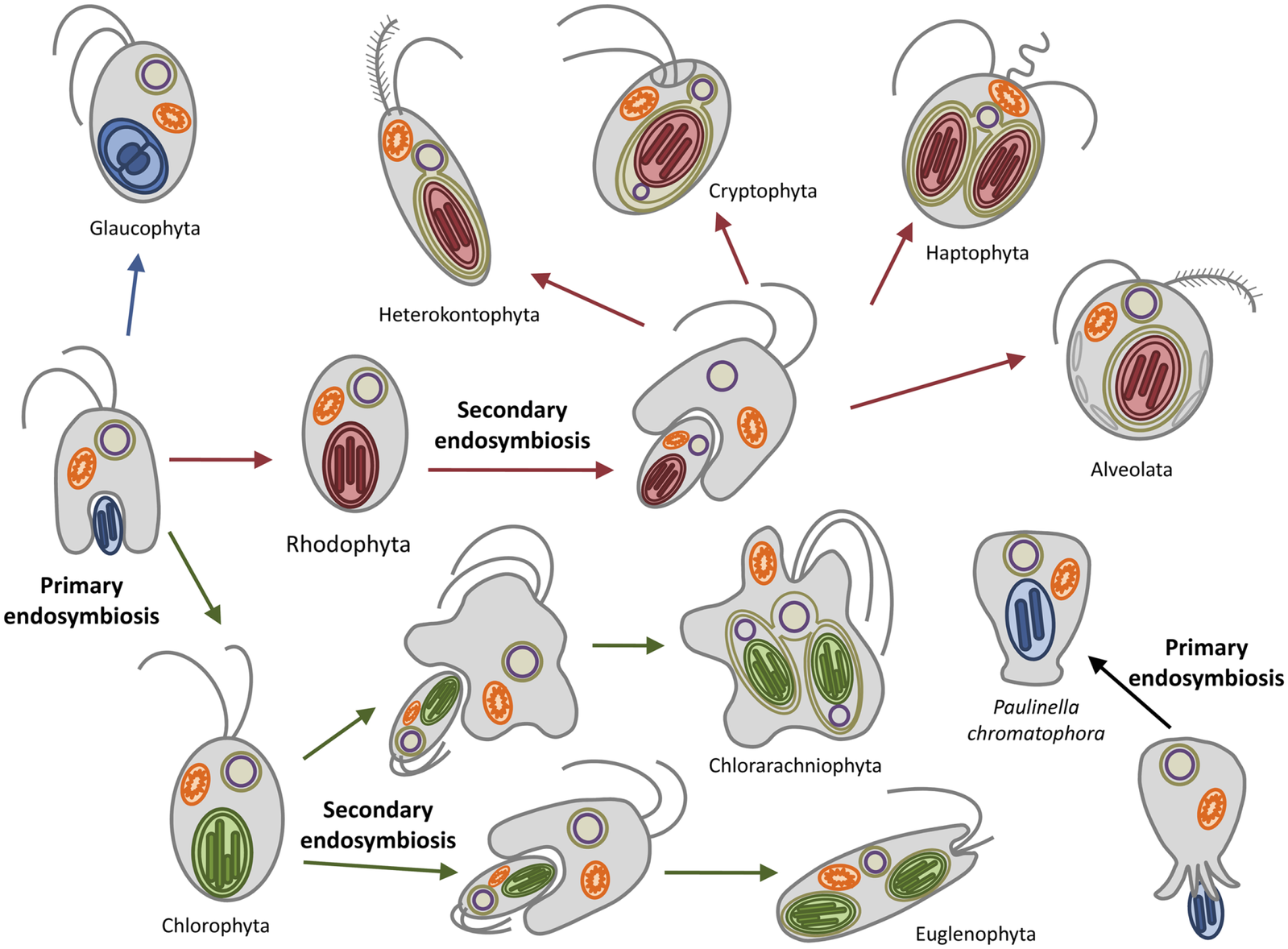 Diagram of endosymbiotic events. Primary endosymbiosis occurs twice. Secondary endosymbiosis occurs once from red aglae and twice from green algae.