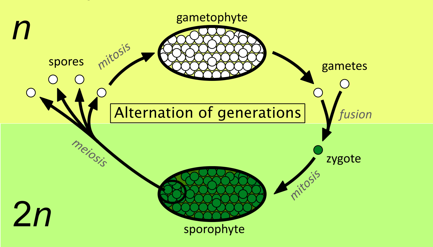 alternancia de generaciones diagrama de ciclo de vida