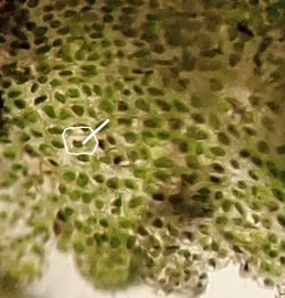 A close up on the thallus in the first image, each cell has one large green organelle that fills most of the cell
