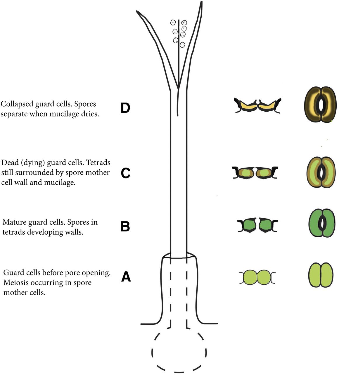 A diagram of sporophyte maturation. Descriptive text: The base is labeled A and says "Guard cells before pore opening. Meiosis occurring in spore mother cells." There are stomata shown to the right at this level that are plump, light green, and closed. Above this region, it is labeled B and says "Mature guard cells. Spores in tetrads." The stomata to the right are a darker green and open. The area above this is labeled C and says "Dead (dying) guard cells. Spore tetrads still surrounded in mother cell wall/mucilage." The stomata to the right are slightly deflated, lighter green and lined with brown. The top of the sporangium, labeled D, has dehisced open and the text says "Collapsed guard cells. Spores separate when mucilage dries." The stomata on the right are yellow lined with dark brown, deflated, and open.