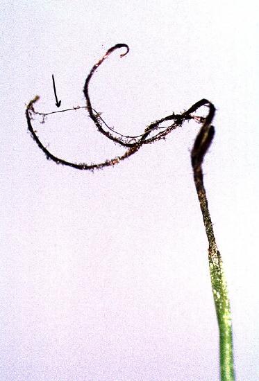 A dehiscing sporophyte. 