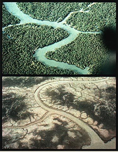 Vista aérea de uma floresta saudável ao redor de um rio (topo) e uma paisagem árida e marrom após a aplicação de herbicida.