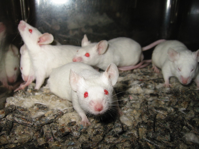 Cinco ratos brancos em uma gaiola com olhos vermelhos