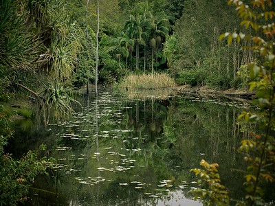 Uma lagoa cercada por uma variedade de plantas, incluindo gramíneas, arbustos e árvores.