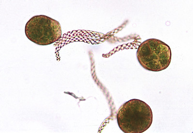 Elaters and spores, the spores have many chloroplasts
