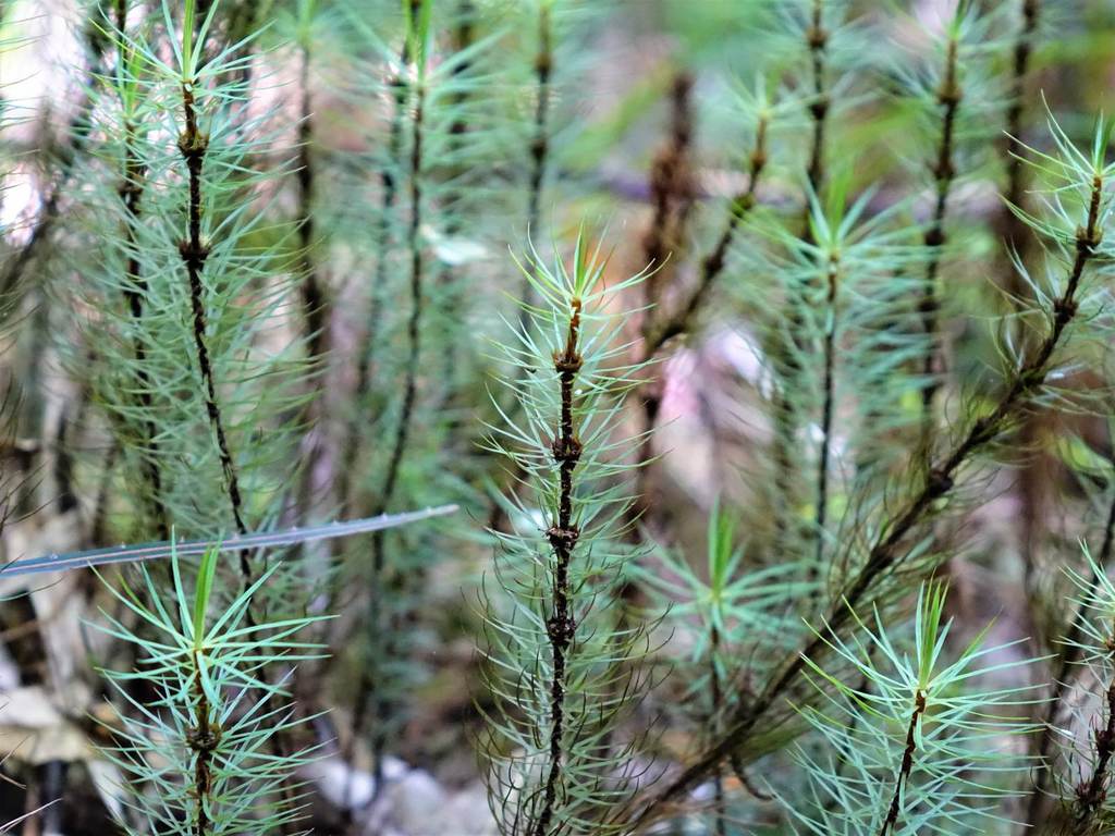 Tall moss gametophytes with spirally arranged leaves