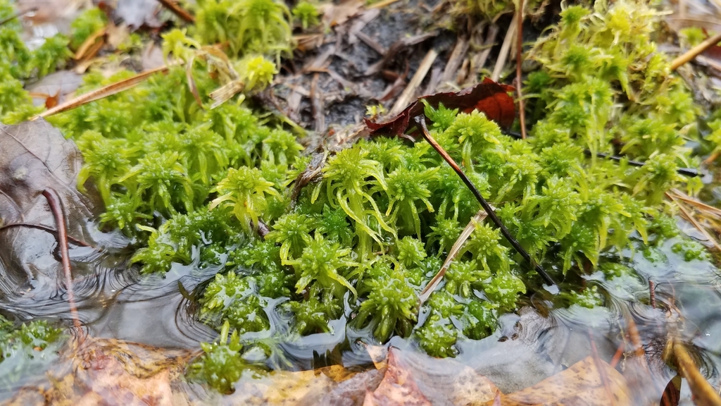 A clump of Sphagnum gametophytes with densely packed leaves grows surrounded by water