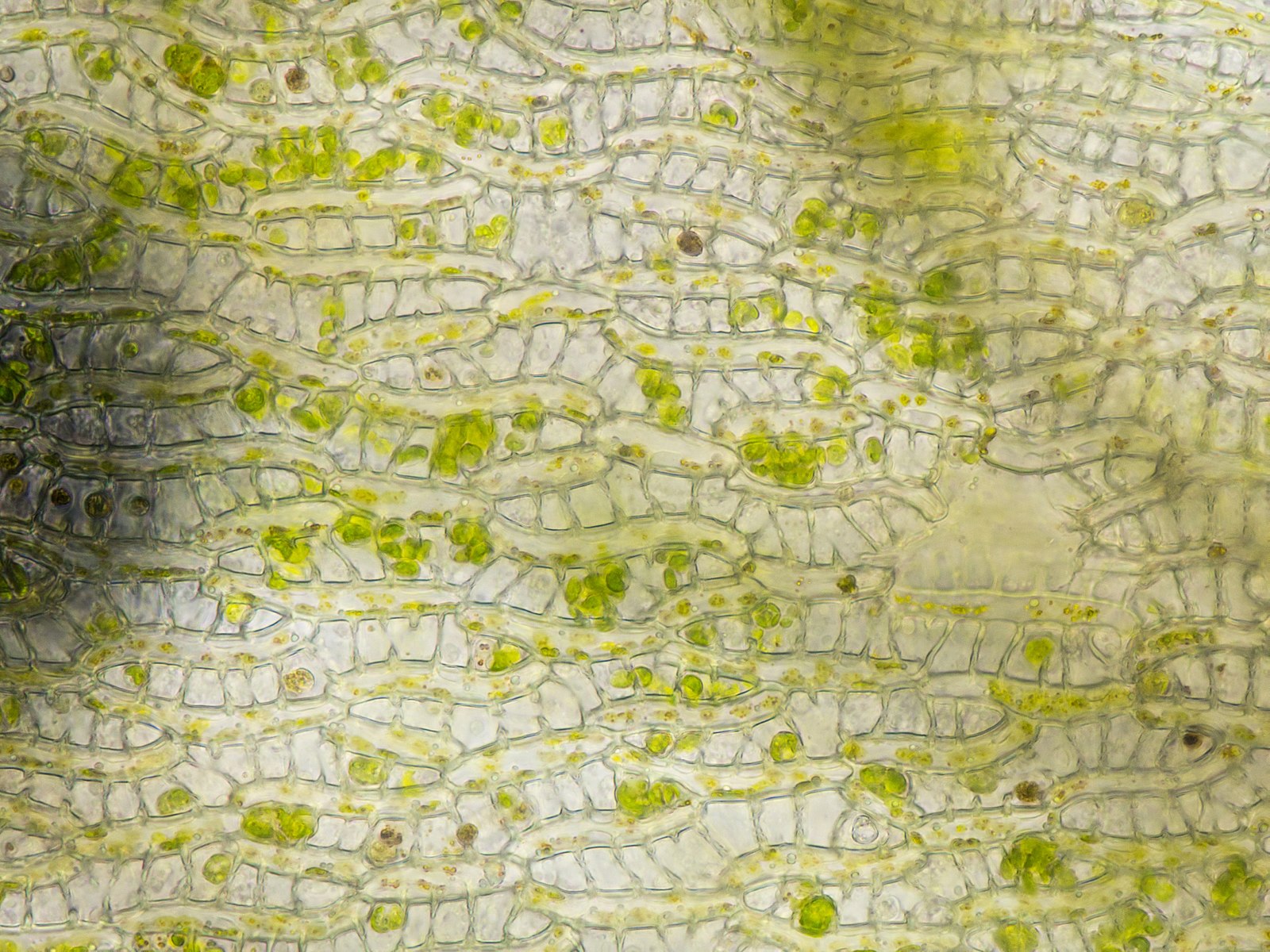 Microscopic view of Sphagnum leaf cells reveals that they are mostly empty. Some large green cells can be seen within the leaf cells.
