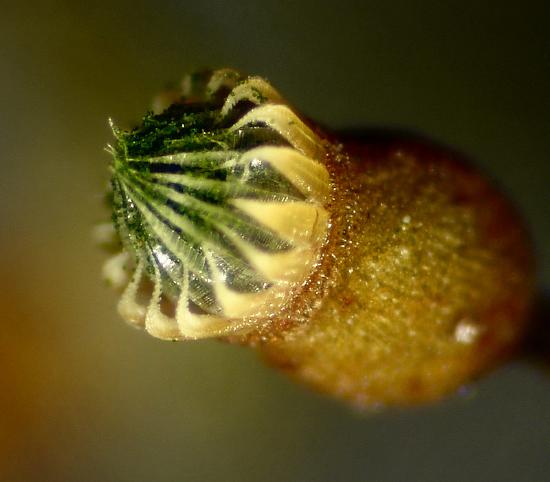Two rows of pointed, cellular flaps line the mouth of a moss capsule.