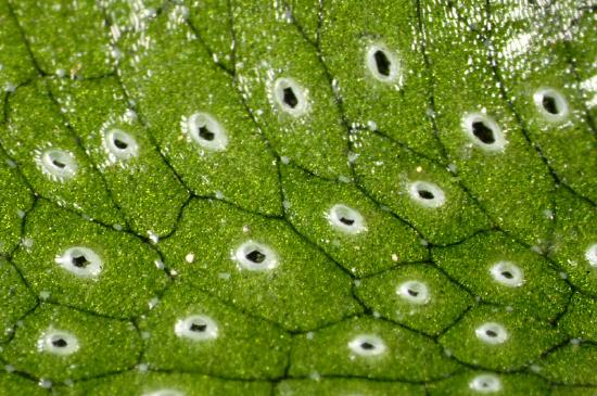 A close up on the thallus of a liverwort. Distinct compartments are visible, each with a hole in the center.