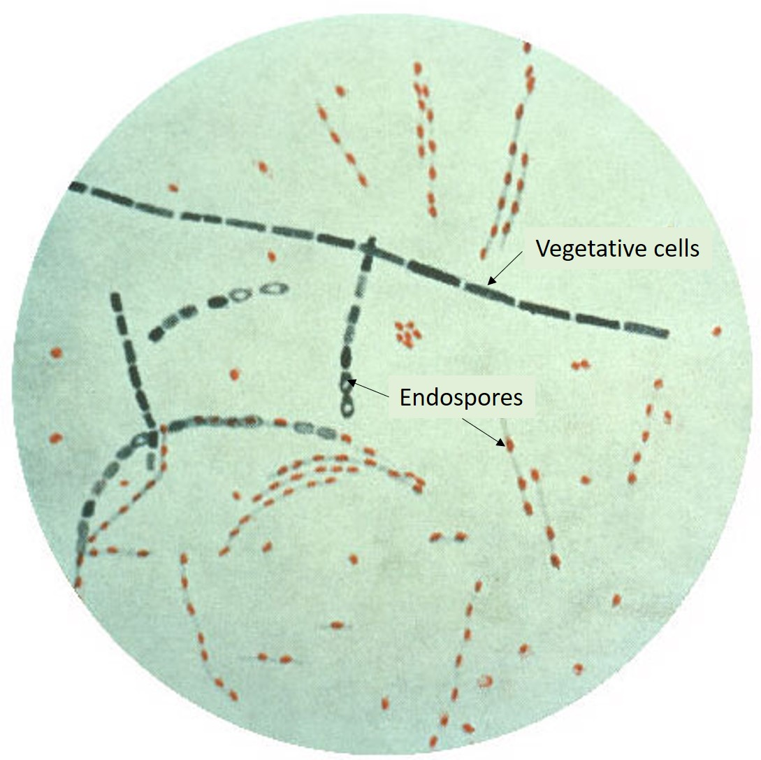 15.1.1.1: Bacillus Anthracis - Biology LibreTexts