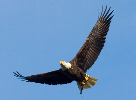 A Bald Eagle with its wings spread in the air. It has a brown body, white head and neck, yellow feet, and a yellow, hooked beak.