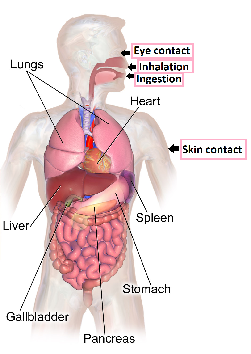 The major organs of the body are diagrammed with arrows labeling the three routes of exposure