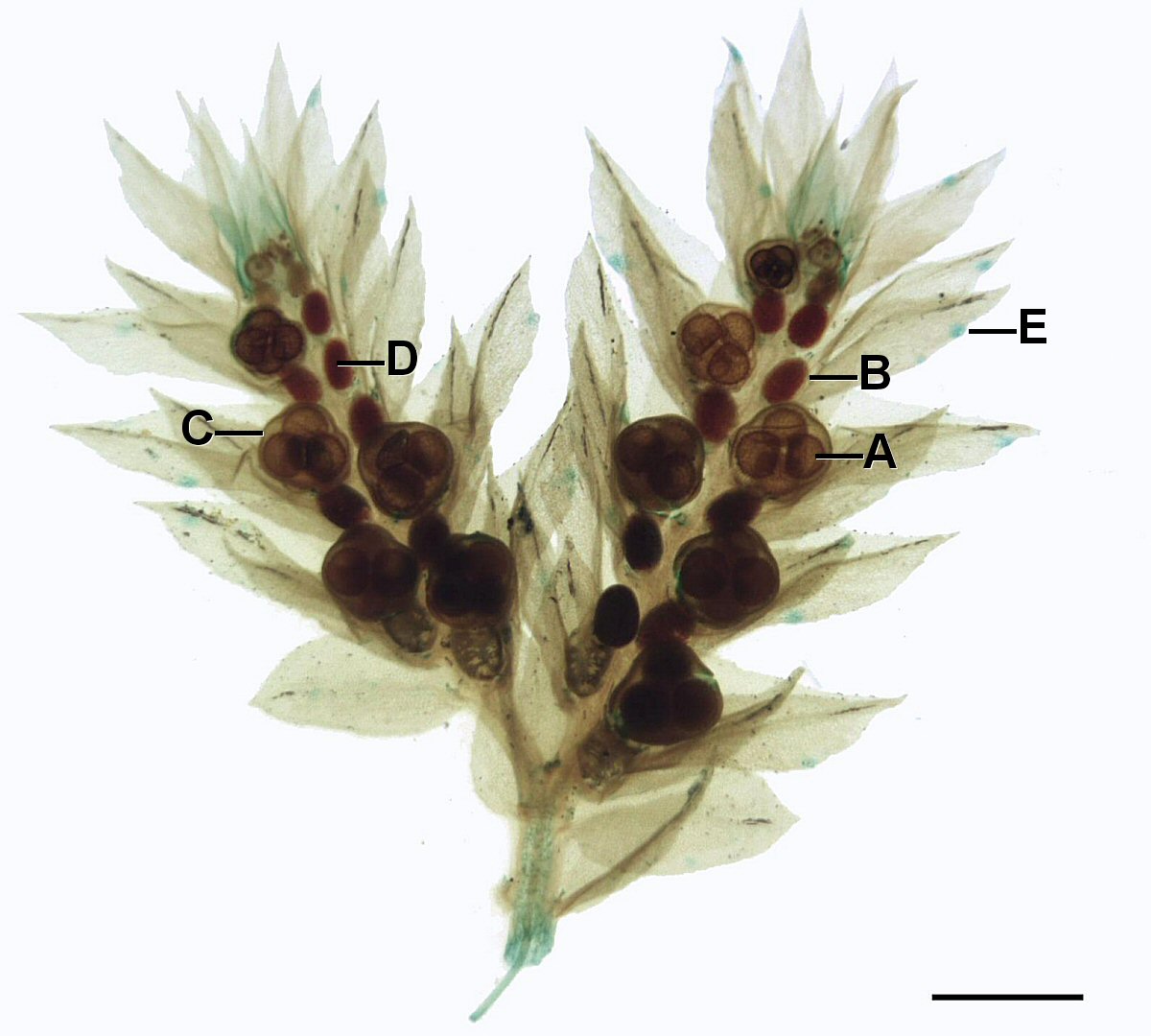 Two Selaginella strobili. Inside the megasporangia, there are 3-4 visible large spores. Microspores are too small to distinguish.