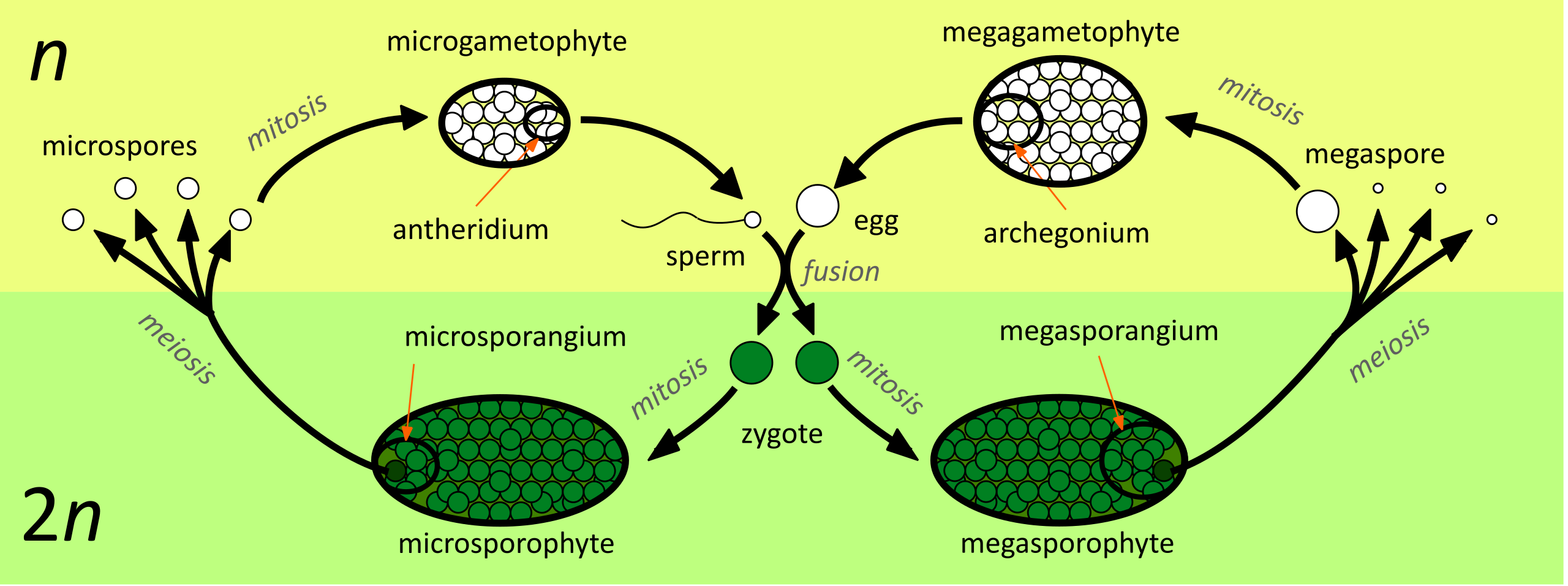 Diagram of a heterosporous alternation of generations life cycle