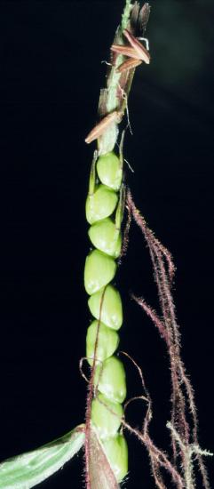 A linear stack of teosinte kernels. Those toward the bottom are maturing into fruits, while those at the top are still producing anthers and stigmas.