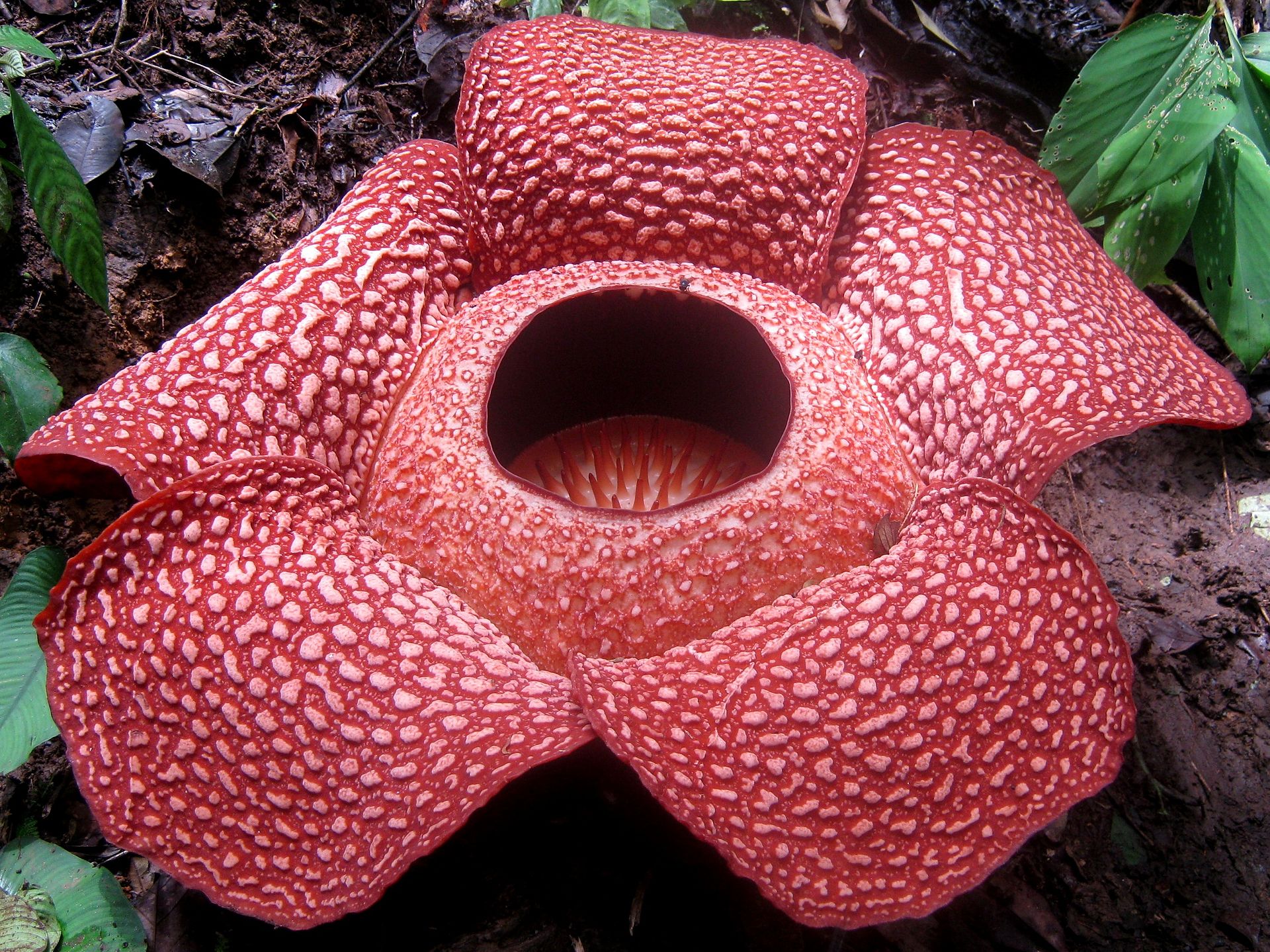 Гігантська квітка з 5 темно-рожево-червоними пелюстками, покритими піднятими блідими ділянками. Центр квітки кавернозний.